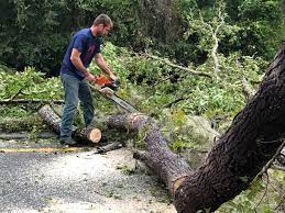 Best Stump Grinding and Removal  in Blaine, MN