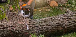 Best Storm Damage Tree Cleanup  in Blaine, MN