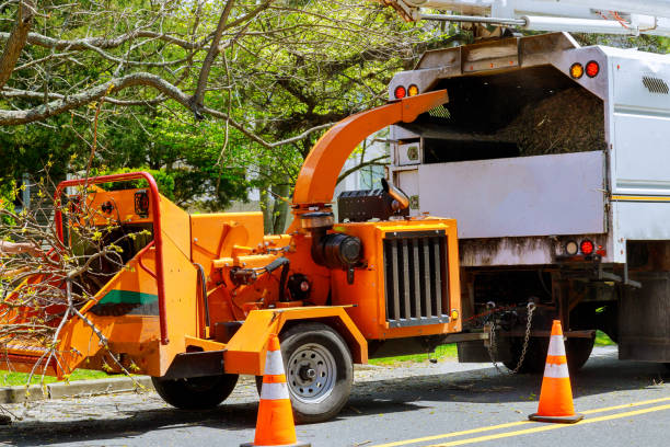 Best Emergency Tree Removal  in Blaine, MN