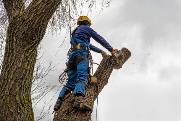  Blaine, MN Tree Removal Pros