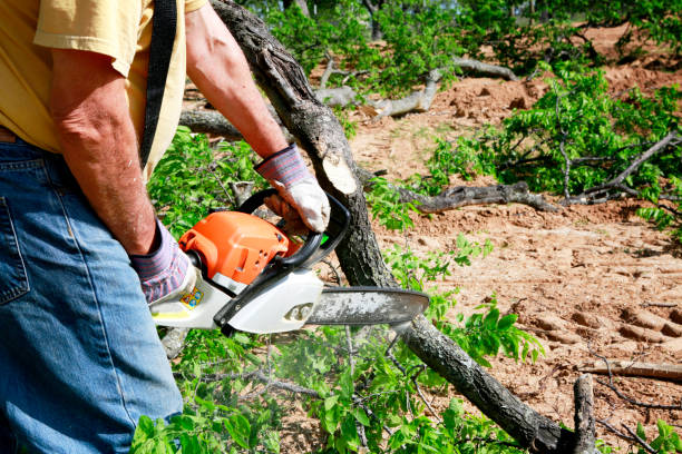 Best Tree Mulching  in Blaine, MN